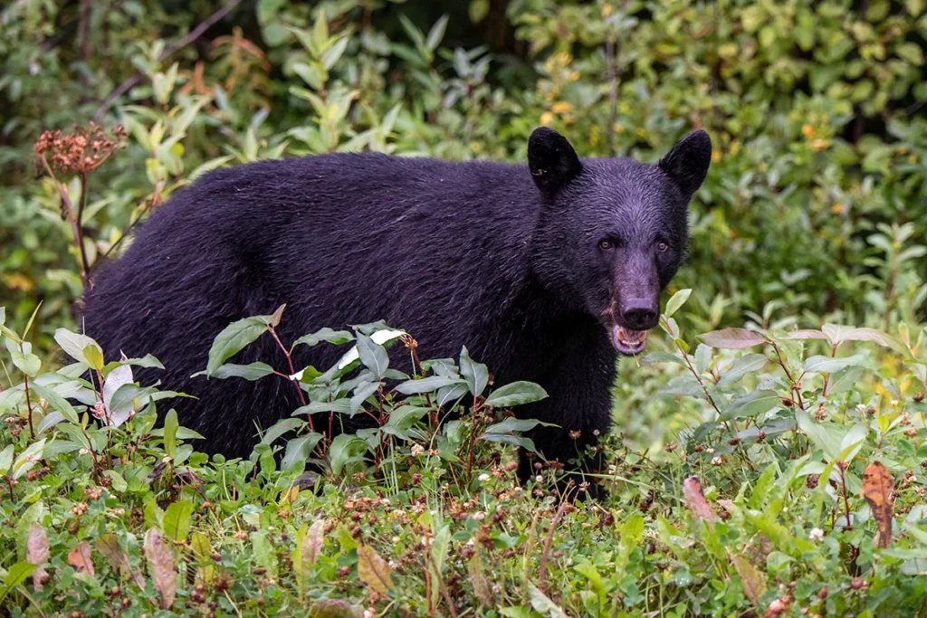 Explore Central Pennsylvania's Wildlife for Unforgettable Outdoor Adventures.